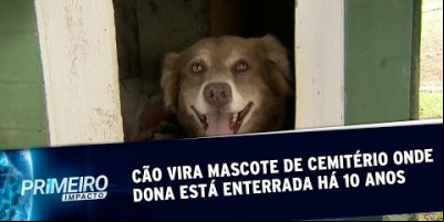 Bob Coveiro, o cachorro que toma conta do túmulo da dona há 10 anos | Primeiro Impacto...