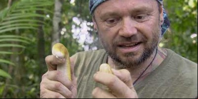 COBRA DE DUAS CABEÇAS? | QUE BICHO É ESSE?