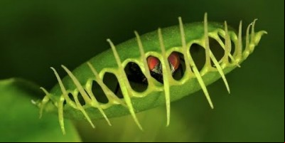 SETE PLANTAS CARNÍVORAS QUE COMEM ANIMAIS