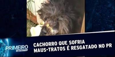 Mulher que amarrou focinho de cachorro é levada à delegacia no PR | Primeiro Impacto...